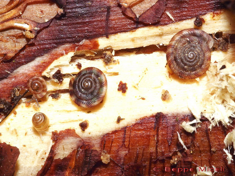 Piccolo Gastropode